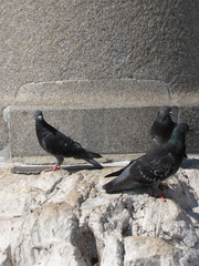Obraz premium pigeons on the statue