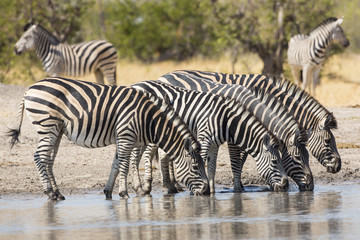 Fototapeta na wymiar Herd of Plains Zebra (Equus burchellii) drinking in South Africa