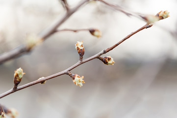 Tree branch with buds in spring