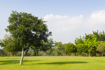 beautiful green forest