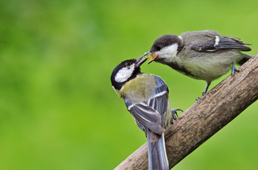 Great tit