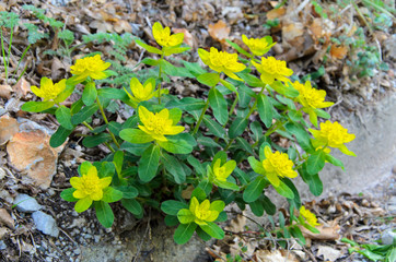 Euphorbia polychroma
