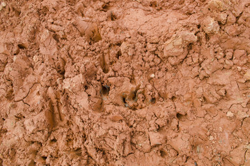 footprint of animals in the soil