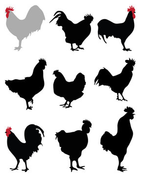 Black  silhouettes of roosters and hens, vector