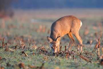 Roe deer grazing