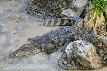 Crocodile in Thailand Farm