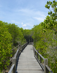 Fototapeta na wymiar Wood path way among the Mangrove forest, Thailand