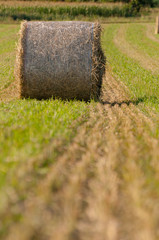 Hay roll on fields vertical