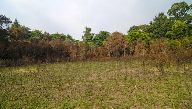 tropical background
