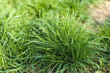 Fototapeta premium Spring green grass background