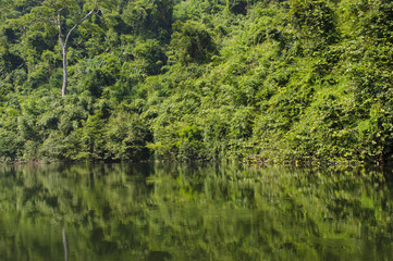 Reservoir in tropical forest
