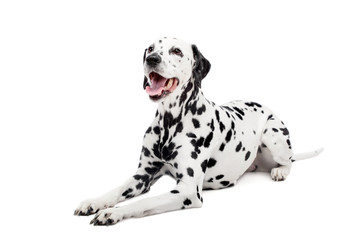 Naklejki  Piękna dalmatyńczyk pies, na białym tle