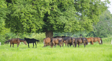 horses on green meadow in spring