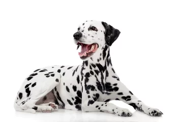 Crédence de cuisine en verre imprimé Chien Beauty dalmatian dog, isolated on white background