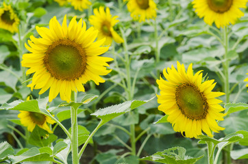 Fototapeta premium Beautiful sunflower field over cloudy blue sky