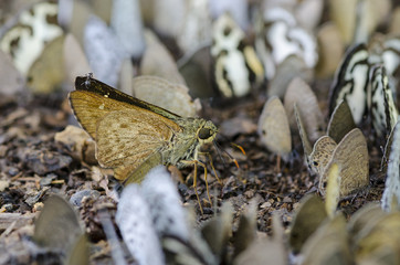 many yellow butterfly on the ground in the forest