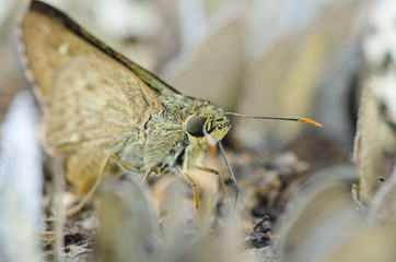 many yellow butterfly on the ground in the forest