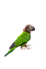 Hawk-headed Parrot (Deroptyus accipitrinus) isolated on white