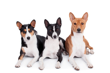 Three basenjis (tricolor, black and red color coats)