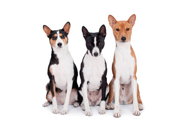 Three basenjis (tricolor, black and red color coats)