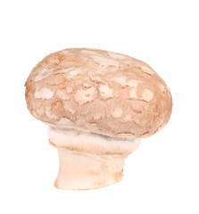 Brown champignon mushroom.