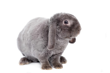 Grey lop-eared rabbit rex breed isolated on white background