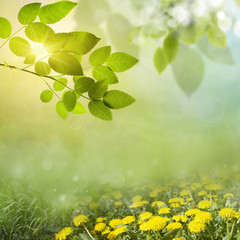 spring background . dandelion in a meadow