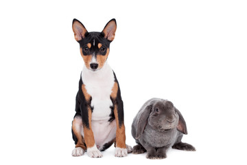 Grey lop-eared rabbit rex breed with basenji on white