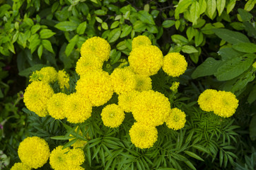 Beautiful colorful flowers in the garden.