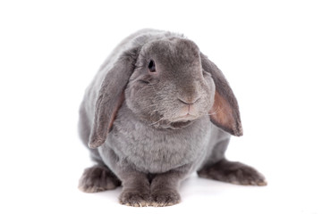 Grey lop-eared rabbit rex breed isolated on white background