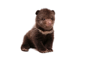 Fototapeta premium Brown Bear cub, 1,5 mounth old, isolated on white background