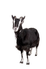 Toggenburg goat isolated on the white background