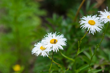 Fototapeta premium Beautiful spring flowers