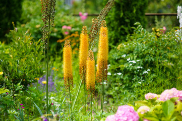 Beautiful spring flowers