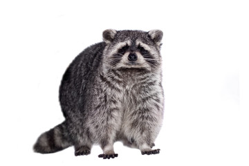 Raccoon (15 years old) - isolated on the white background