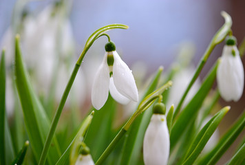 first spring flowers, snowdrops in garden