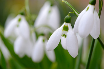 first wild spring snowdrops closeup