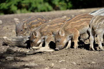 Wild boar in forest