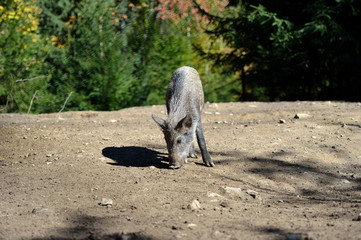 Wild boar in forest