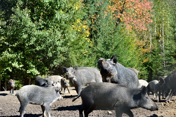Wild boar in forest
