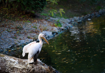 White pelican