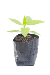 young plant isolated on white background
