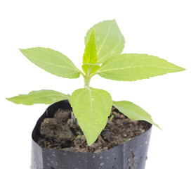 young plant isolated on white background