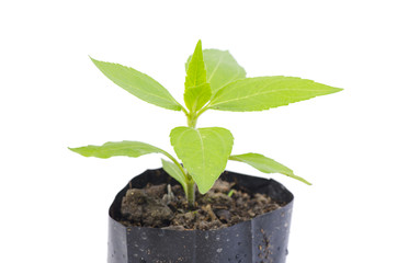 young plant isolated on white background