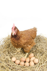 Brown red hen isolated on white