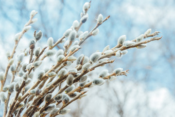 Beautiful willow branches