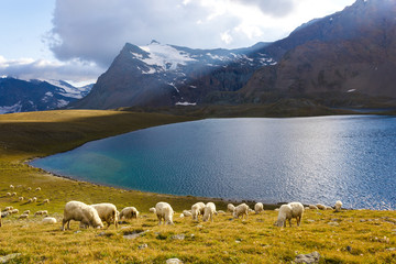 Pecore al pascolo con lago
