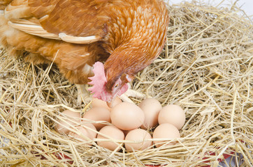 brown hen egg in organic farm, Thailand