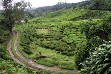 Rod nd tea plantation