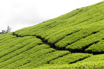 Tea plantation